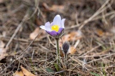 Bahar çiçekleri pulsatilla vernalis doğal arka planda, ayrıntılı makro görünüm.
