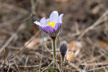 Bahar çiçekleri pulsatilla vernalis doğal arka planda, ayrıntılı makro görünüm.