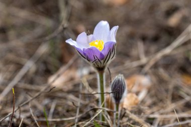 Bahar çiçekleri pulsatilla vernalis doğal arka planda, ayrıntılı makro görünüm.