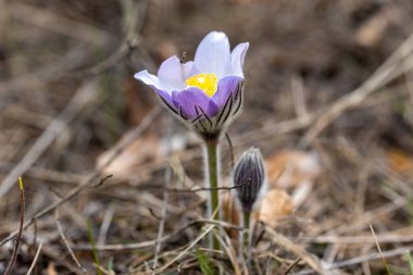 Bahar çiçekleri pulsatilla vernalis doğal arka planda, ayrıntılı makro görünüm.