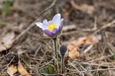 Bahar çiçekleri pulsatilla vernalis doğal arka planda, ayrıntılı makro görünüm.