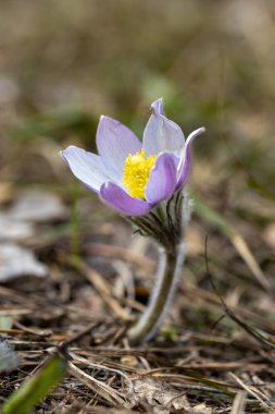 Bahar çiçekleri pulsatilla vernalis doğal arka planda, ayrıntılı makro görünüm.