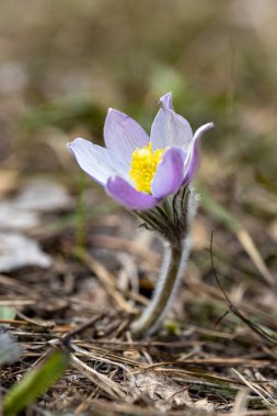 Bahar çiçekleri pulsatilla vernalis doğal arka planda, ayrıntılı makro görünüm.