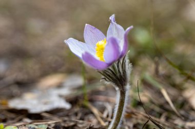 Bahar çiçekleri pulsatilla vernalis doğal arka planda, ayrıntılı makro görünüm.