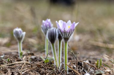 Bahar çiçekleri pulsatilla vernalis doğal arka planda, ayrıntılı makro görünüm.