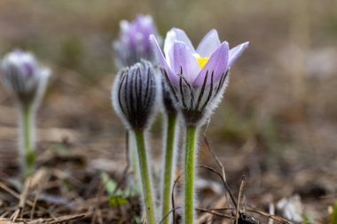 Bahar çiçekleri pulsatilla vernalis doğal arka planda, ayrıntılı makro görünüm.