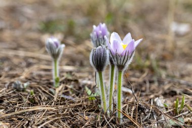Bahar çiçekleri pulsatilla vernalis doğal arka planda, ayrıntılı makro görünüm.