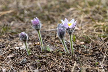 Bahar çiçekleri pulsatilla vernalis doğal arka planda, ayrıntılı makro görünüm.