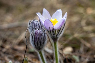 Bahar çiçekleri pulsatilla vernalis doğal arka planda, ayrıntılı makro görünüm.