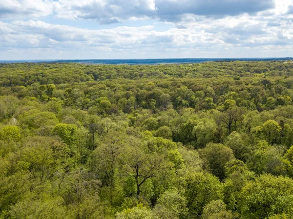 Baharın başında yaprak döken ormanda yeşil ağaçlar. Hava aracı görünümü.