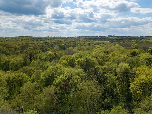 Baharın başında yaprak döken ormanda yeşil ağaçlar. Hava aracı görünümü.