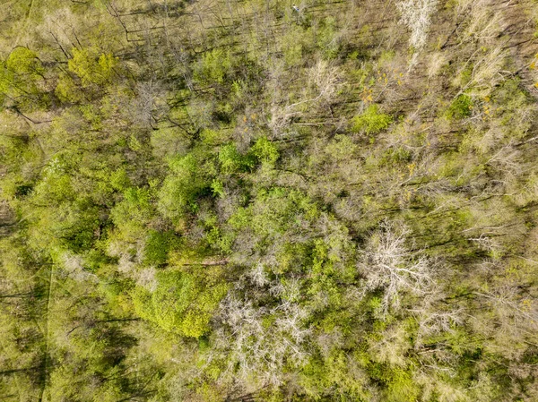 早春落叶森林里的绿树 空中无人驾驶飞机视图 — 图库照片