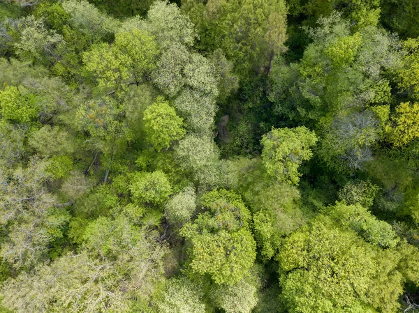 Zelené Stromy Listnatém Lese Začátku Jara Zobrazení Leteckých Dronů — Stock fotografie