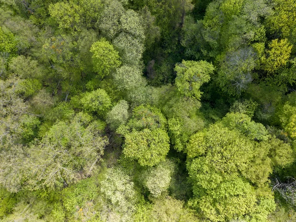 Zelené Stromy Listnatém Lese Začátku Jara Zobrazení Leteckých Dronů — Stock fotografie