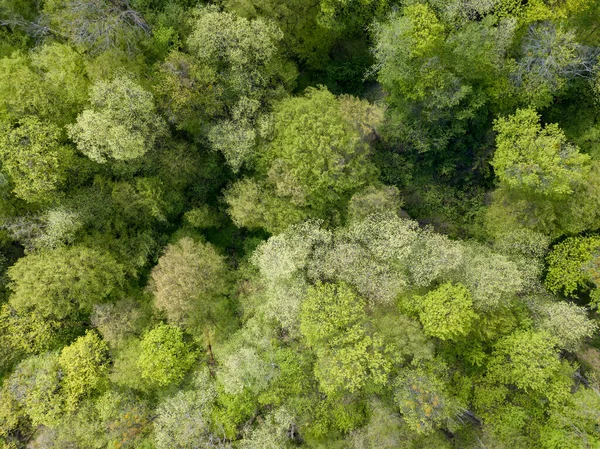 Gröna Träd Lövskog Tidigt Våren Flygdrönare — Stockfoto
