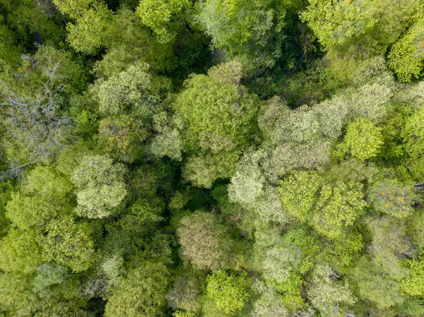 Gröna Träd Lövskog Tidigt Våren Flygdrönare — Stockfoto