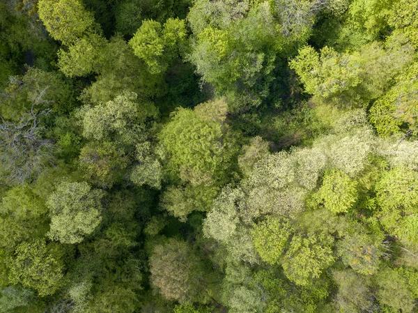 早春に落葉樹林の緑の木 空中ドローンビュー — ストック写真