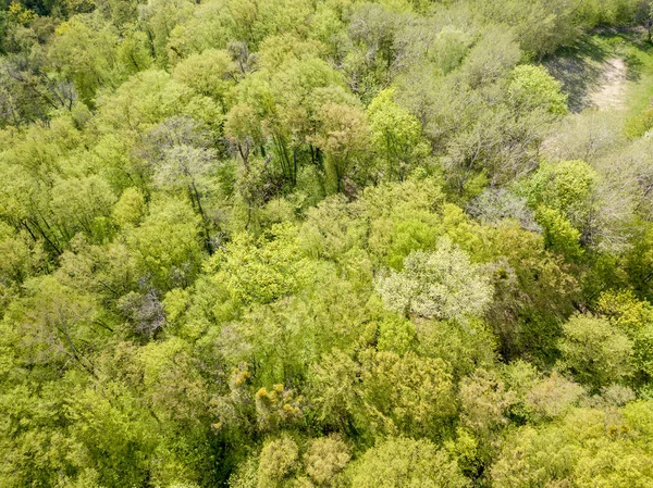 早春落叶森林里的绿树 空中无人驾驶飞机视图 — 图库照片