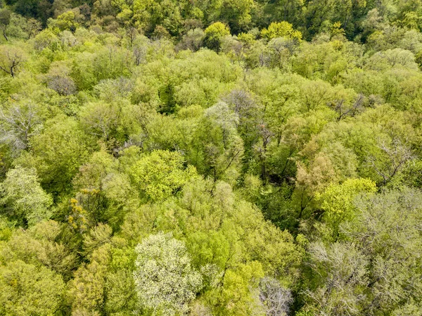 Gröna Träd Lövskog Tidigt Våren Flygdrönare — Stockfoto