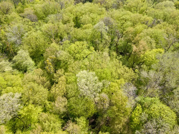 Zelené Stromy Listnatém Lese Začátku Jara Zobrazení Leteckých Dronů — Stock fotografie