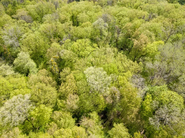 Baharın başında yaprak döken ormanda yeşil ağaçlar. Hava aracı görünümü.