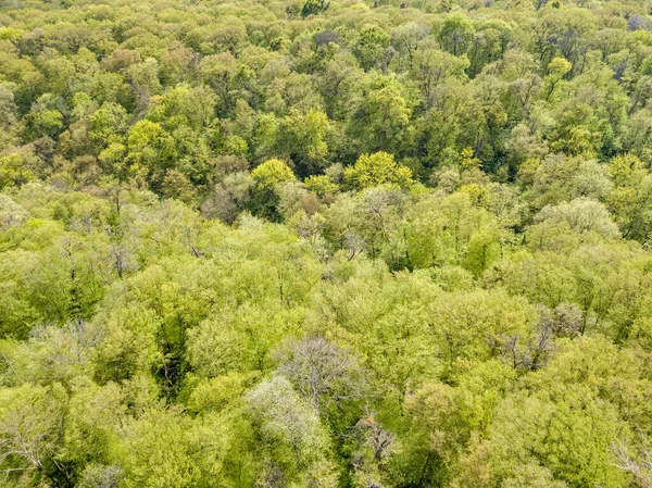 Zielone Drzewa Lesie Liściastym Wczesną Wiosną Widok Drona Powietrza — Zdjęcie stockowe