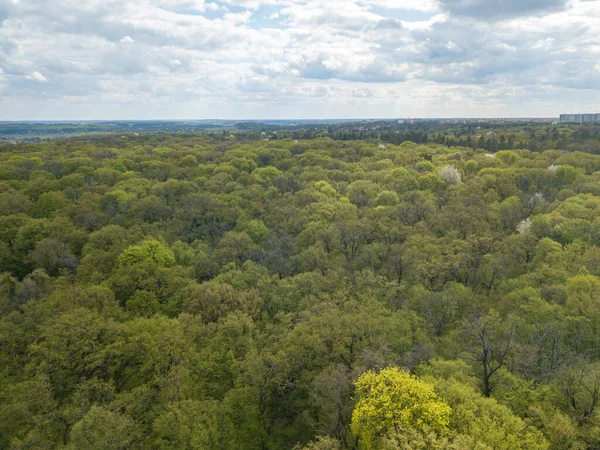 Baharın başında yaprak döken ormanda yeşil ağaçlar. Hava aracı görünümü.