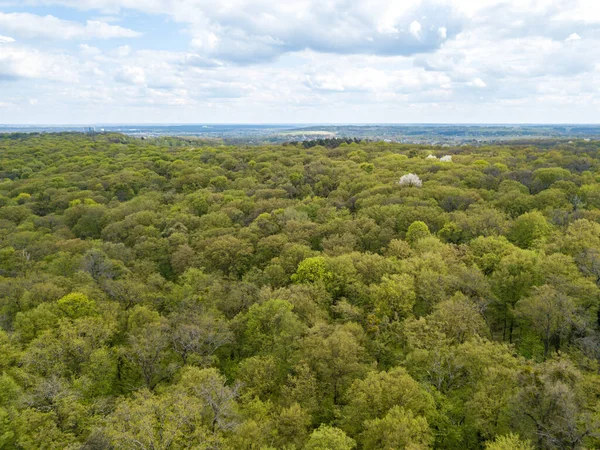 Zöld Fák Lombhullató Erdőben Kora Tavasszal Légi Drónra Néző — Stock Fotó