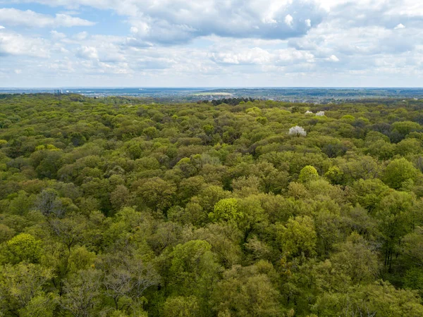 Baharın başında yaprak döken ormanda yeşil ağaçlar. Hava aracı görünümü.