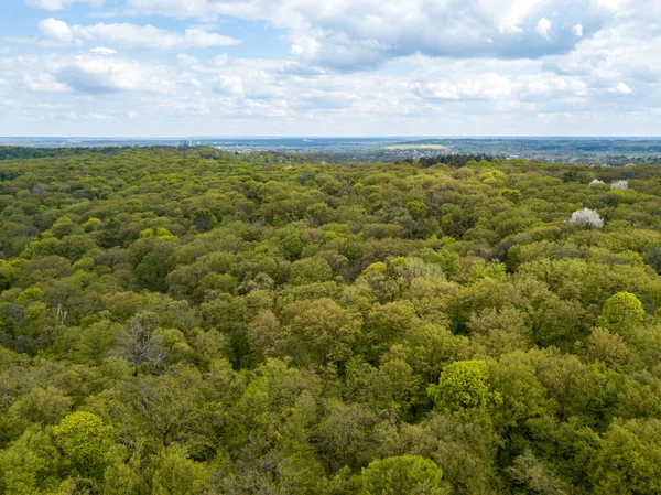 Baharın başında yaprak döken ormanda yeşil ağaçlar. Hava aracı görünümü.