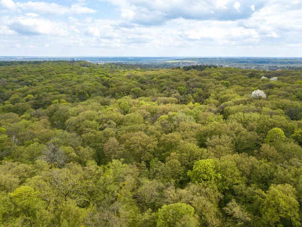 Baharın başında yaprak döken ormanda yeşil ağaçlar. Hava aracı görünümü.