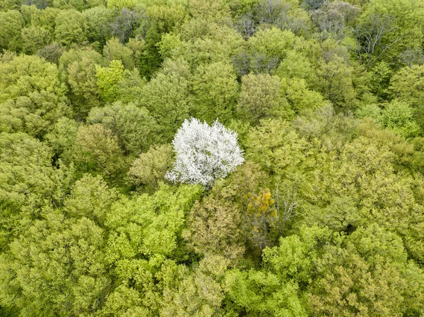 白花苹果树在青翠的森林中盛开 空中无人驾驶飞机视图 — 图库照片