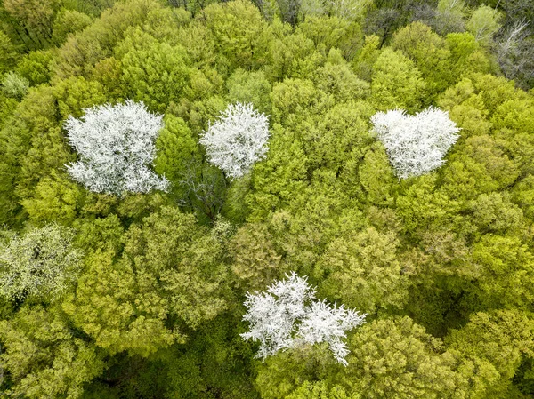 Biała Kwitnąca Jabłoń Wśród Zielonego Lasu Wczesną Wiosną Widok Drona — Zdjęcie stockowe
