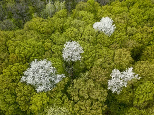 Vitt Blommande Äppelträd Bland Den Gröna Skogen Tidigt Våren Flygdrönare — Stockfoto