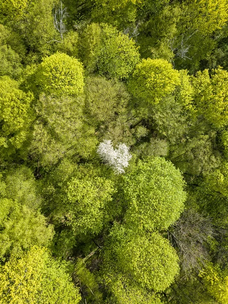 Vitt Blommande Äppelträd Bland Den Gröna Skogen Tidigt Våren Flygdrönare — Stockfoto