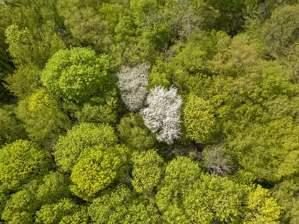 Bílý Kvetoucí Jabloně Mezi Zeleným Lesem Jaře Zobrazení Leteckých Dronů — Stock fotografie