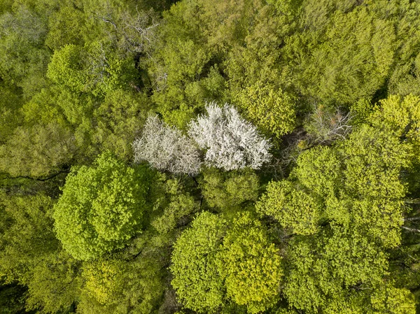 Vitt Blommande Äppelträd Bland Den Gröna Skogen Tidigt Våren Flygdrönare — Stockfoto