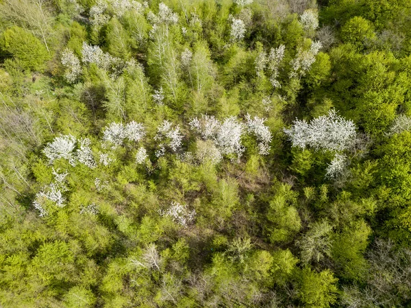 Biała Kwitnąca Jabłoń Wśród Zielonego Lasu Wczesną Wiosną Widok Drona — Zdjęcie stockowe
