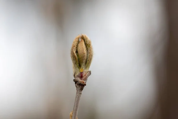 Een Knop Van Een Boom Het Vroege Voorjaar Gedetailleerde Macro — Stockfoto