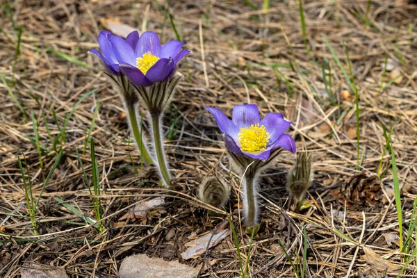 Voorjaarsbloemen Pulsatilla Vernalis Een Natuurlijke Achtergrond Gedetailleerde Macro View — Stockfoto