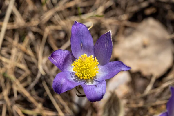 Bahar çiçekleri pulsatilla vernalis doğal arka planda, ayrıntılı makro görünüm.