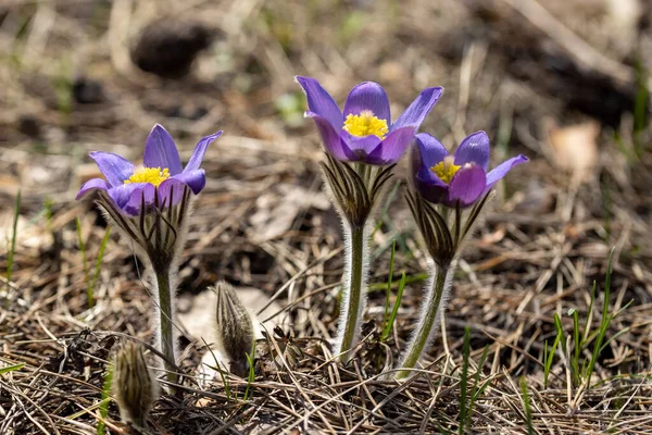 Flores Primavera Pulsatilla Vernalis Sobre Fondo Natural Vista Macro Detallada —  Fotos de Stock