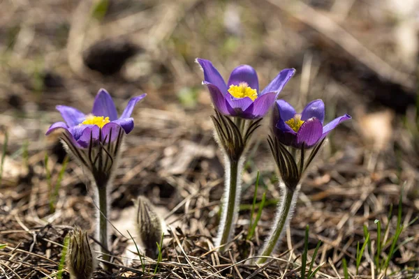 Flores Primavera Pulsatilla Vernalis Sobre Fondo Natural Vista Macro Detallada —  Fotos de Stock