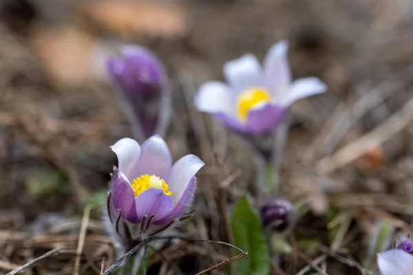 Flores Primavera Pulsatilla Vernalis Sobre Fondo Natural Vista Macro Detallada —  Fotos de Stock