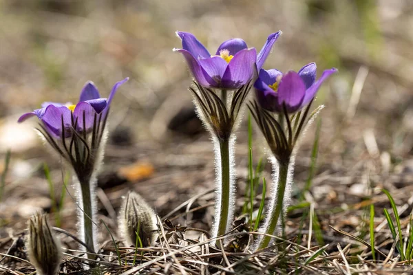 Bahar çiçekleri pulsatilla vernalis doğal arka planda, ayrıntılı makro görünüm.