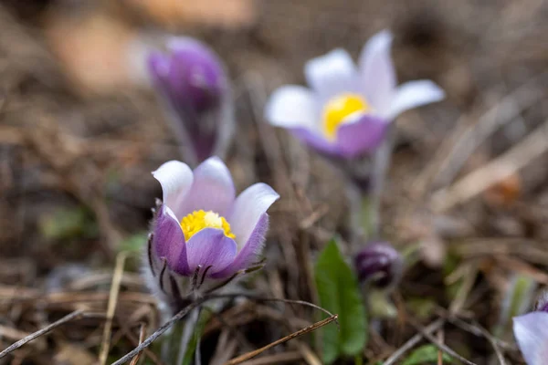Bahar Çiçekleri Pulsatilla Vernalis Doğal Arka Planda Ayrıntılı Makro Görünüm — Stok fotoğraf