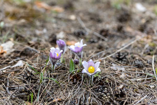 Весенние Цветы Pulsatilla Vernalis Естественном Фоне Подробный Макровид — стоковое фото