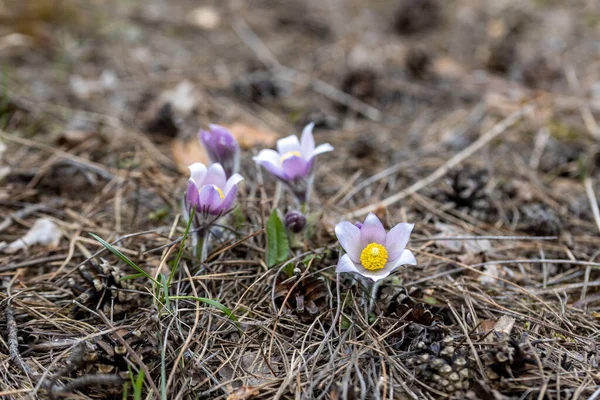 Весенние Цветы Pulsatilla Vernalis Естественном Фоне Подробный Макровид — стоковое фото