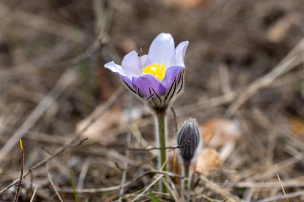 Tavaszi Virágok Pulsatilla Vernalis Természetes Háttér Részletes Makronézet — Stock Fotó