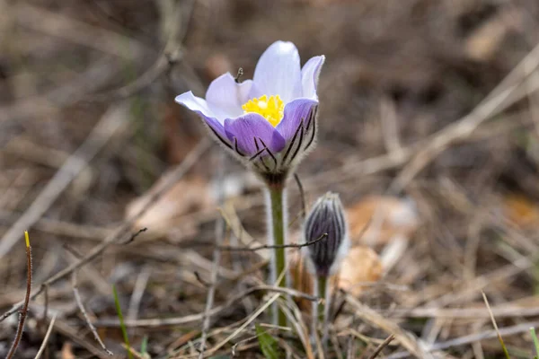 Spring Blommor Pulsatilla Vernalis Naturlig Bakgrund Detaljerad Makrovy — Stockfoto